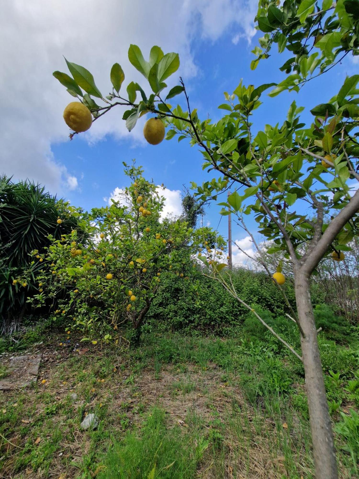 ArménoiStefanos Gardenアパートメント エクステリア 写真